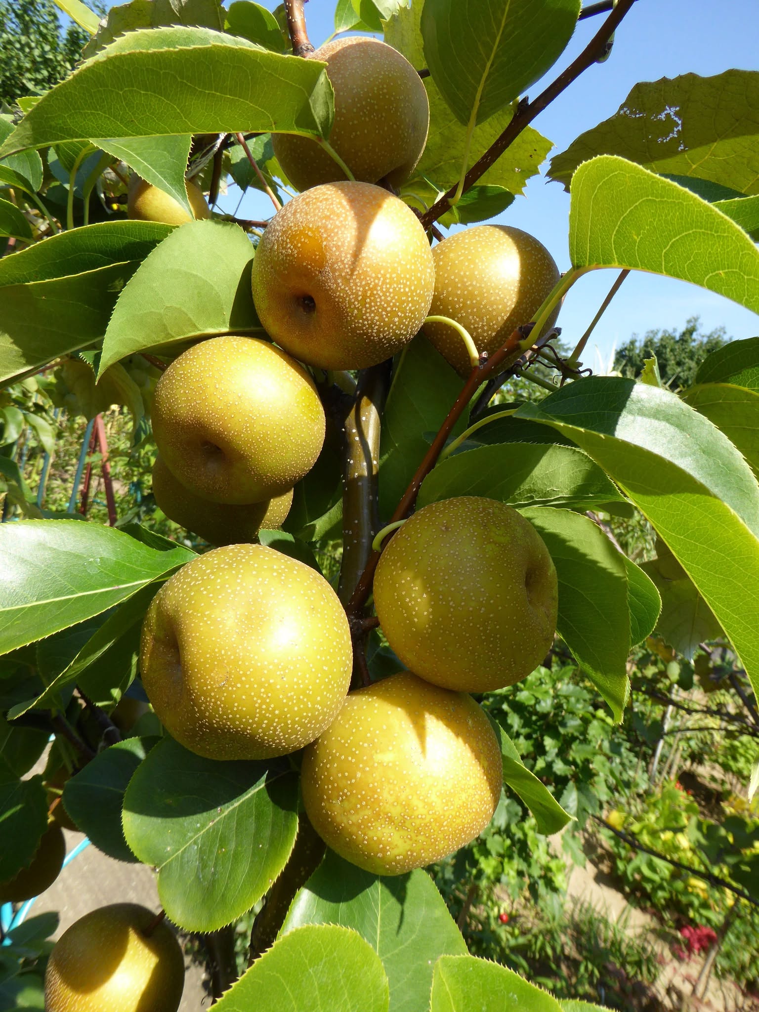 Nashi hruška ‘Kosui’